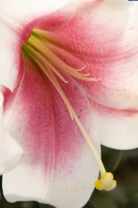 Soft Pink Lily II