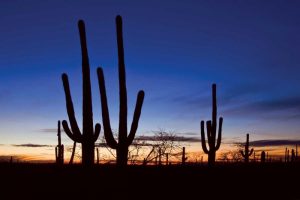 Classic Saguaro Sunset II