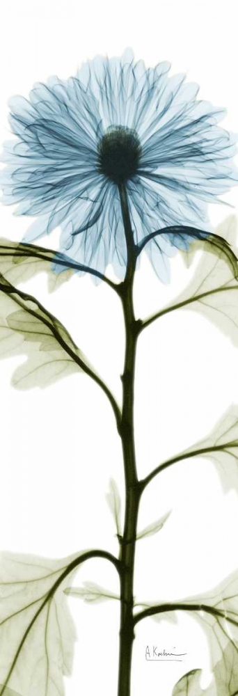 Long Blue Chrysanthemum