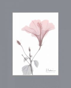 Hibiscus B49 Pink Matte