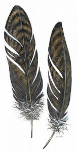 Feather Study 1