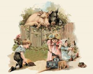 Pigs and Pork: Curious Pigs