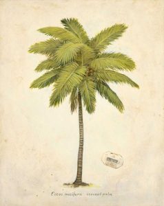 Coconut Palm Illustration