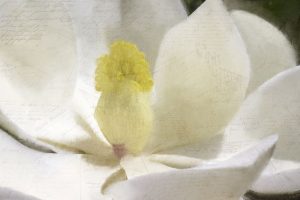 Carte Postale Magnolia Bloom