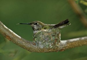 Hummingbird II