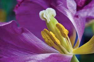 Purple Tulip II