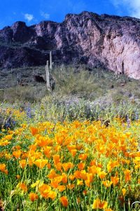 Picacho Peak Wildflowers
