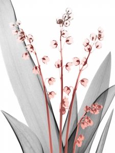 Lily of the Blush 2