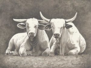 Two White Bulls