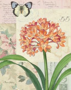 Clivia Floral Collage