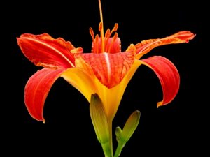Day Lily II