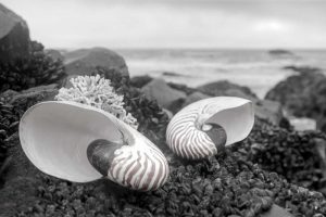 Crescent Beach Shells 2