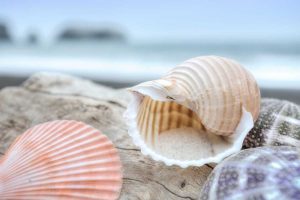 Crescent Beach Shells 9