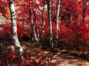 Red Trees Path