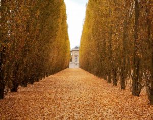 Versailles in Fall II
