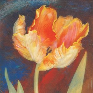 Dusk Tulip I