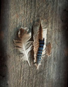 Feather Collection III