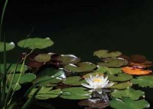 White Water Lily I