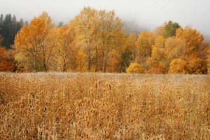 Field of Gold I