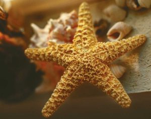 Starfish I