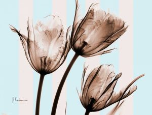 Tulips Brown on Blue