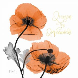 Impossible Iceland Poppy