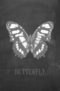 Butterfly Gris