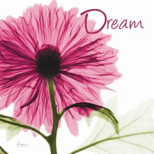 Pink Chrysanthemum Dream