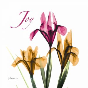 Iris Joy