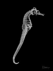 Seahorse In The Black