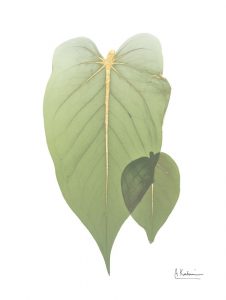 Golden Philodendron 2