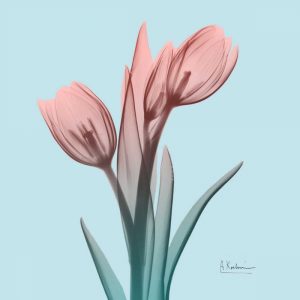 Awakening Tulips 1