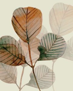 Brown Leaves 2