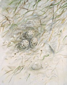 Seaside Nest    