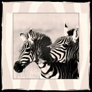 Zebra Enchantment 2