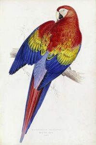 Red and Yellow Maccaw