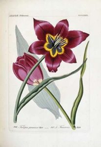 Tulipa Praecox