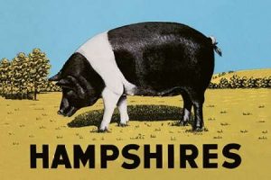 Pigs and Pork: Hampshires