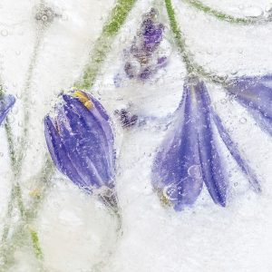 Frozen Floral III