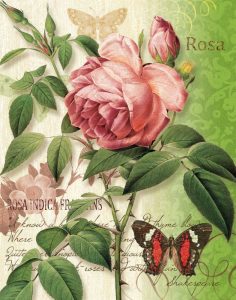 Rose Splendor II