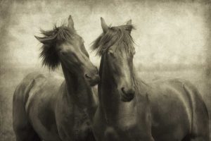 Horses Dont Whisper