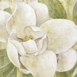Magnolia Dolce