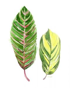 Tropical Variegated Leaf