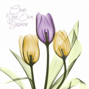 Purple Sunshine Tulips