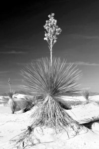 Yucca At White Sands I