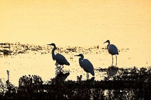 Egrets in the Sunrise II