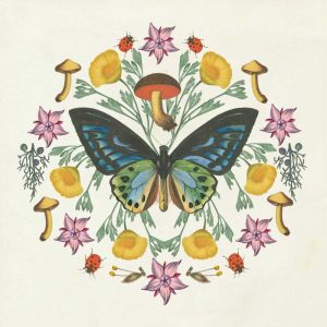 Butterfly Mandala IV
