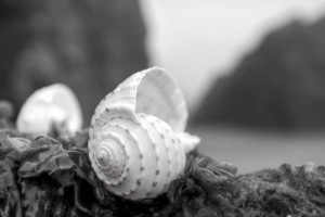 Crescent Beach Shells 1