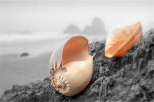 Crescent Beach Shells #20