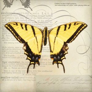 Butterflies Script V